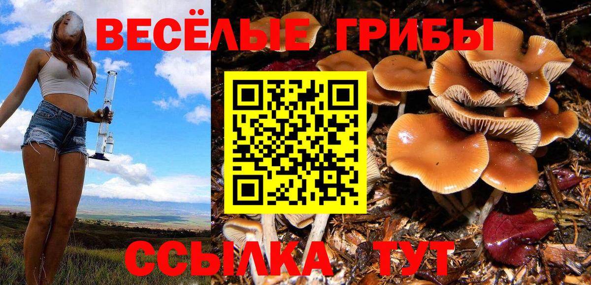 Галлюциногенные грибы Psilocybe Лянтор